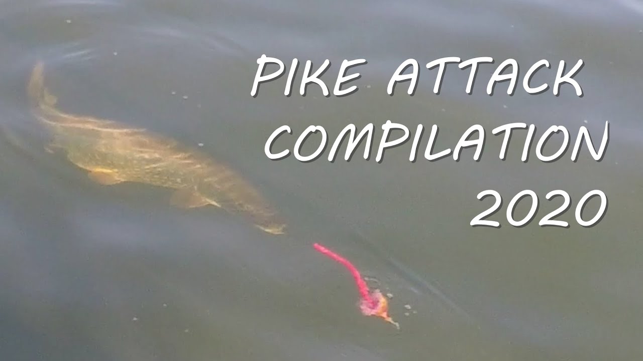 Pike attack compilation ( season 2020 )