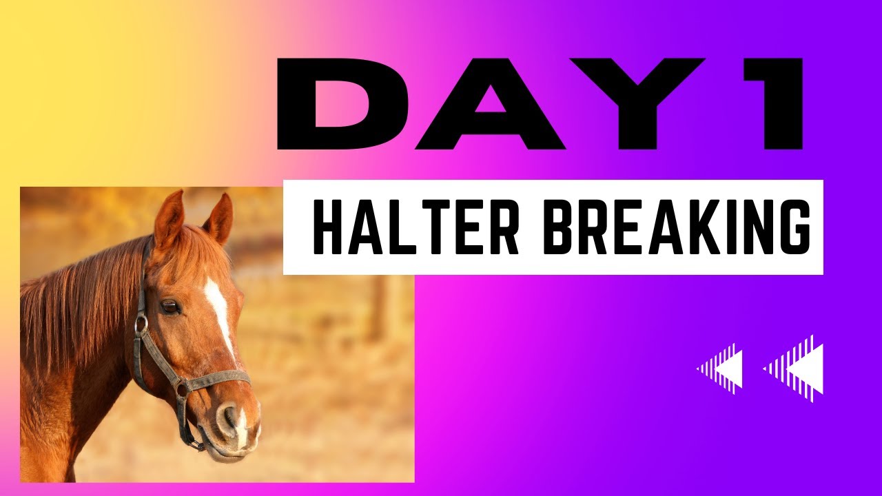 Halter breaking a wild horse!