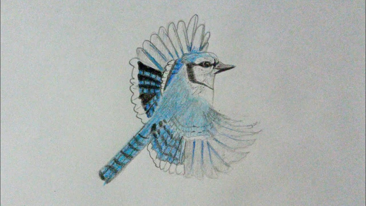 วาดนกเจย์บลูส์ ระบายด้วยสีไม้    Draw a jay blues and color it with colored pencils. 
