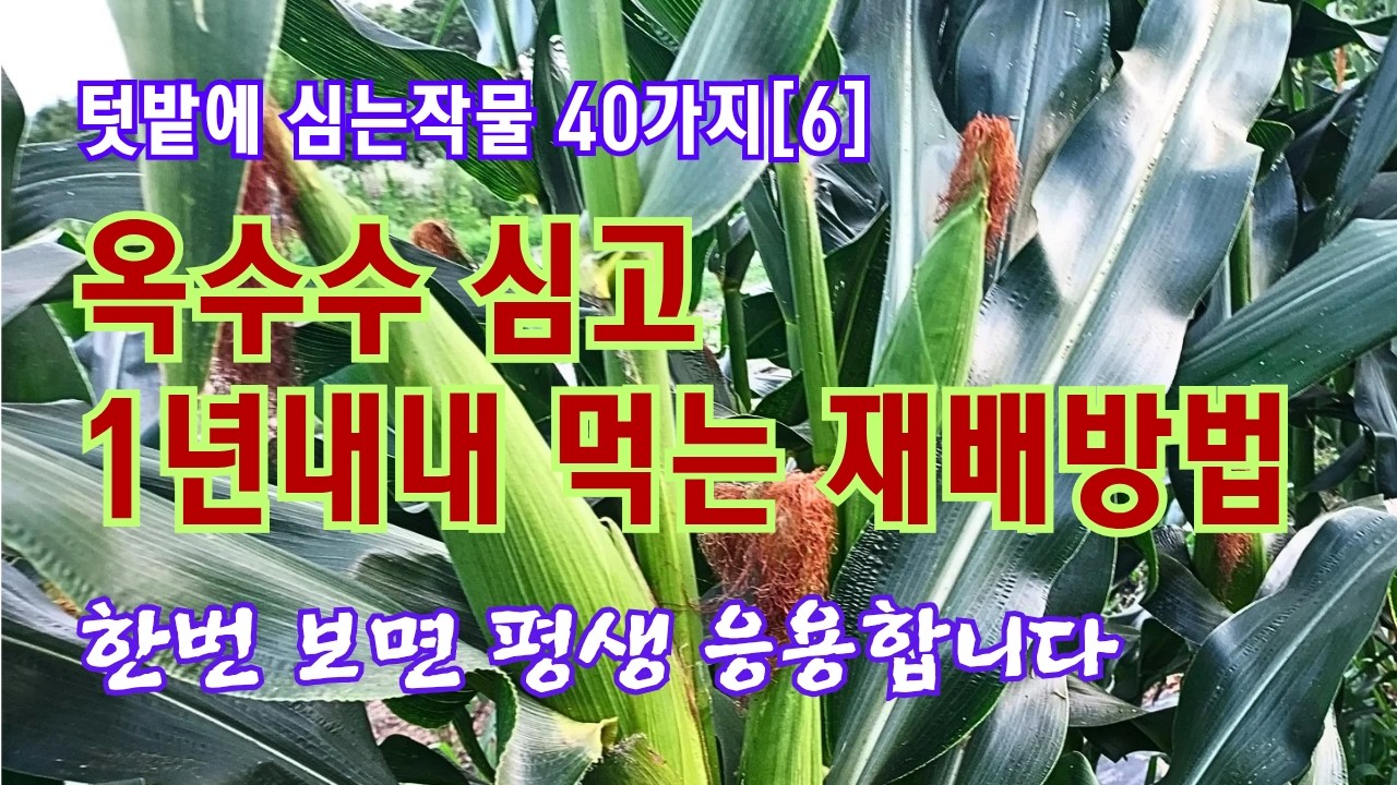 옥수수 심고 1년내내 먹는 재배방법 //텃밭에 심는 40가지 작물[6]