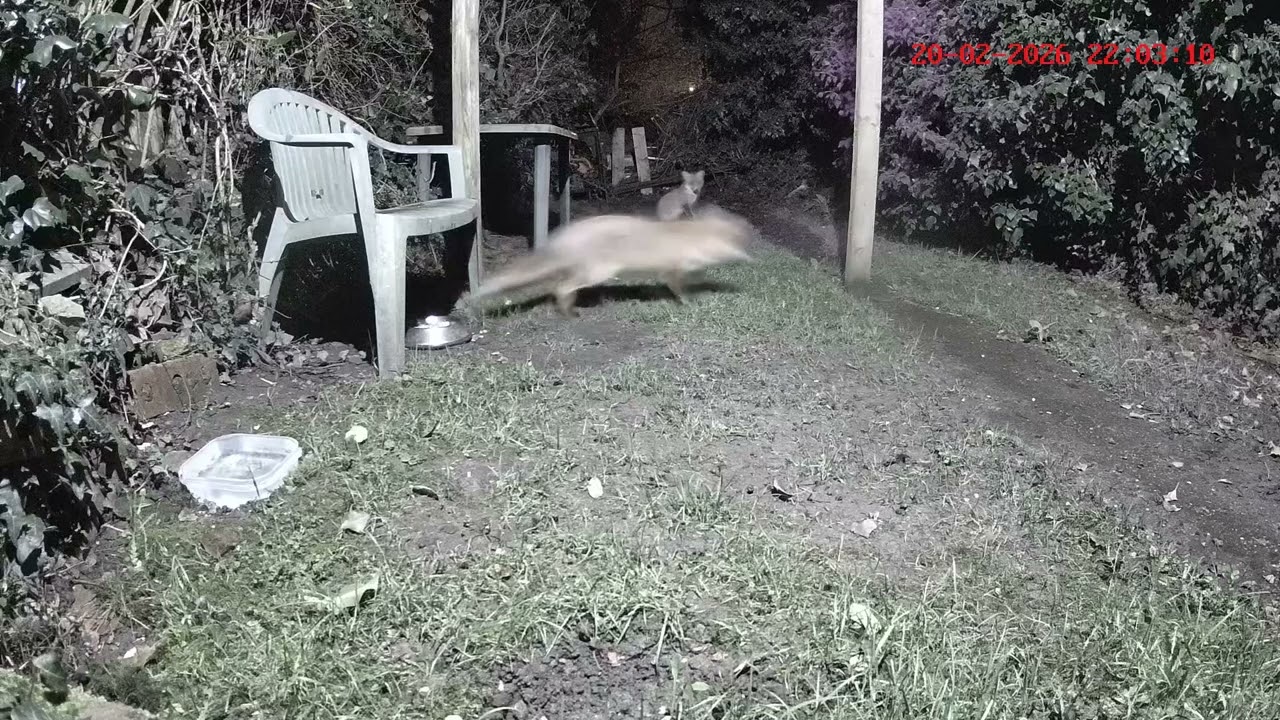 The expectant couple are out again. 🦊💕🦊🤗👀