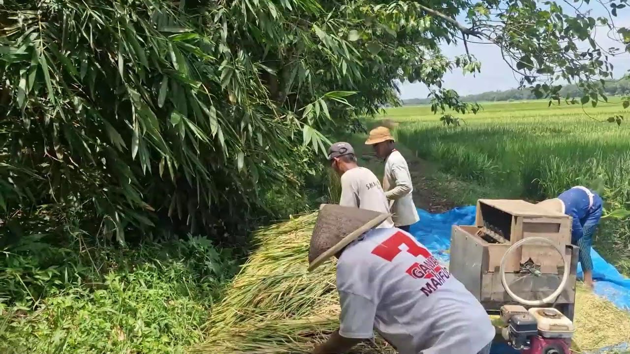 NO MORE MANUAL GRAINS! WATCH THE GRAINS BE REMOVED FROM THE STRAW IN MINUTES!-agriculture farming