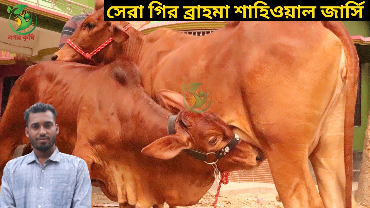 মনির ভাইয়ের জীবনের সেরা গির ব্রাহমা শাহিওয়াল জার্সি ! ১৫-২৫ লিটার এর মধ্যে জার্সি গাভী কিনুন
