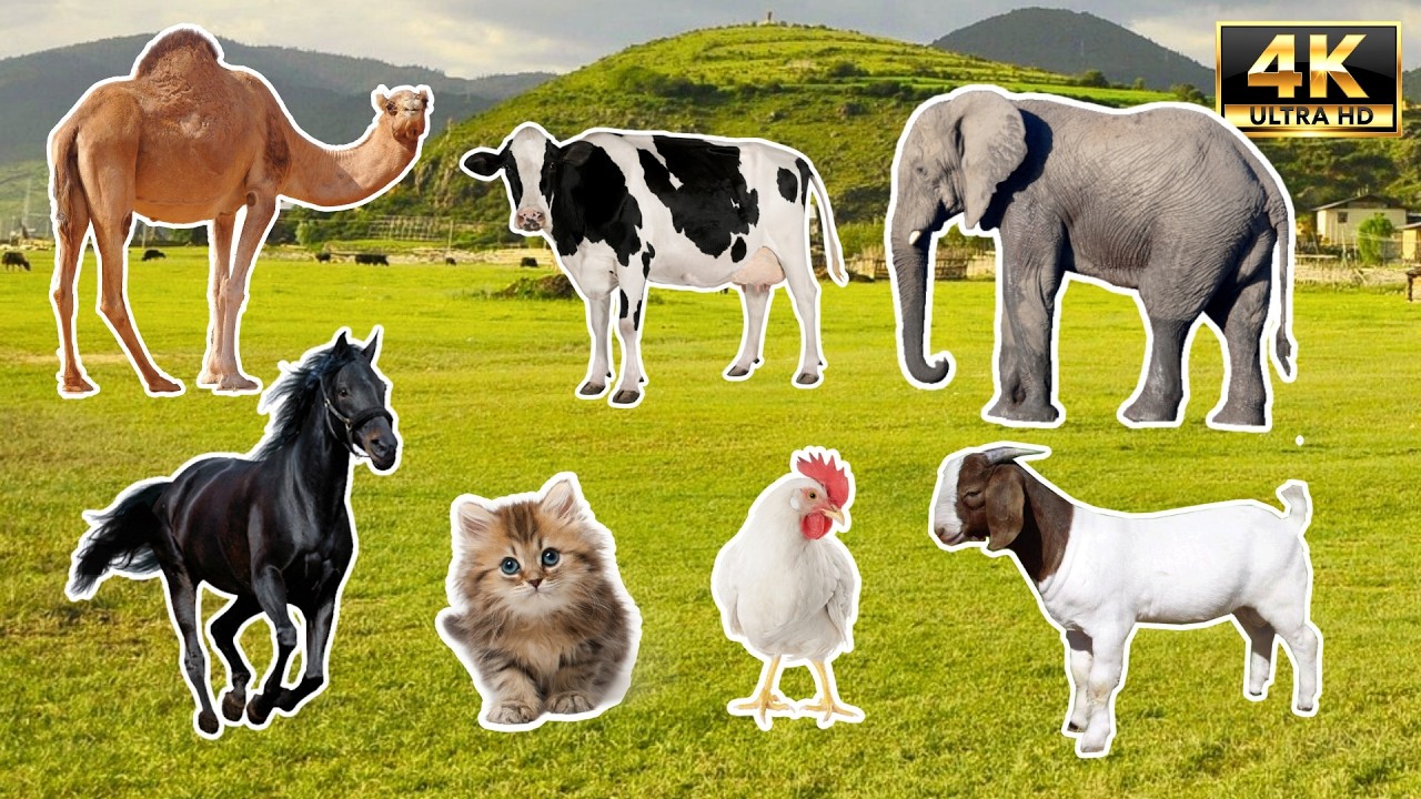 100 Wild & Zoo Animals Sounds! 🌍🐾 4K Wildlife (Text Names)