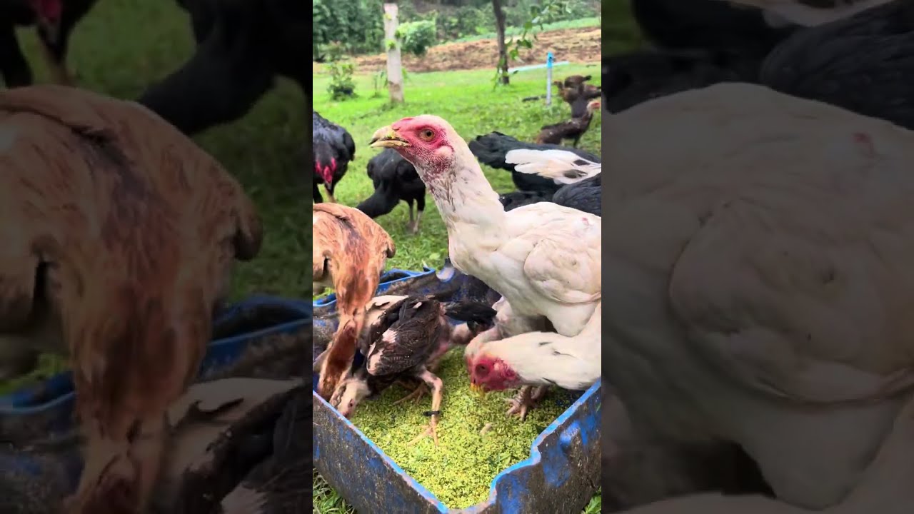 Creating Low-Cost Chicken Feed Mix with Grass: Step-by-Step Guide - Napier grass