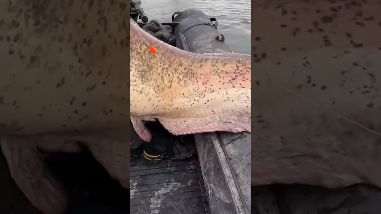 Gigant LAQQA | Гигант СОМ #рыбалка #сом #fishing  #laqqa