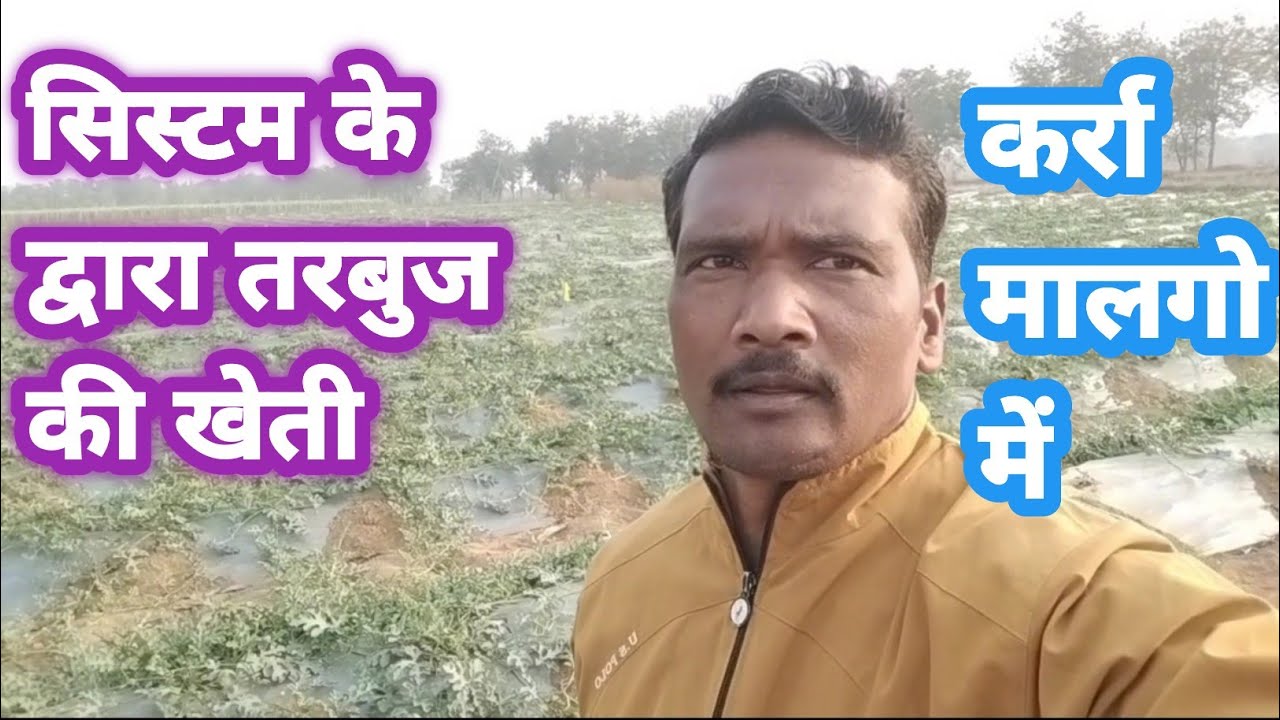 सिस्टम के द्वारा तरबुज की खेती कर्रा मालगो में//New Technology in watermelon//Karra Tribal 