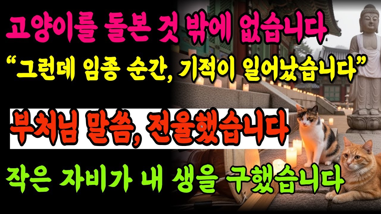 20년 키운 고양이가 임종 순간 나를 극락으로 이끌었습니다 | 작은 생명을 보살핀 보살님의 눈물겨운 회향 이야기| 부처님지혜 | 부처님말씀 | 불교이야기