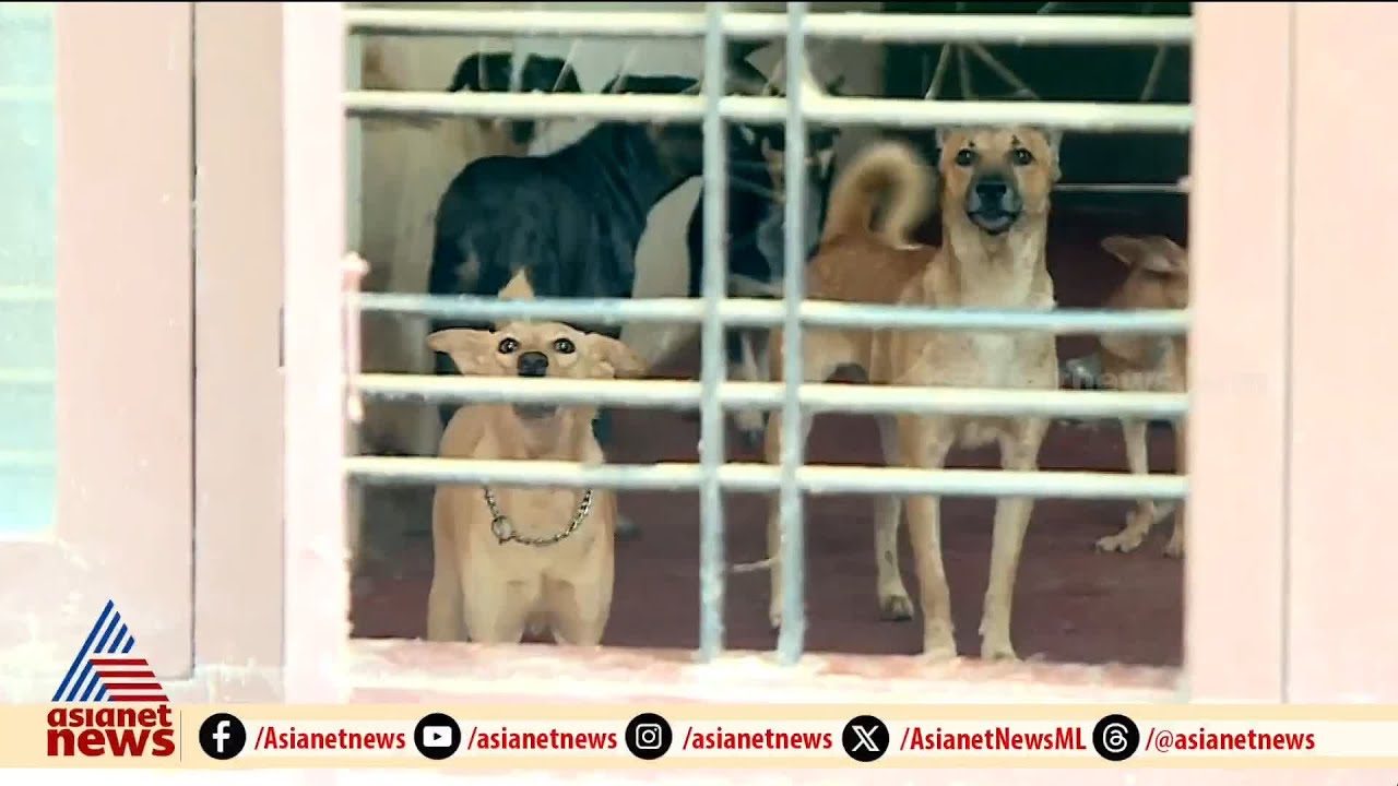 'പട്ടികൾ കുരയ്ക്കുന്നത് നാട്ടുകാരെ കണ്ടിട്ട്'; വീട്ടിലെ താമസ്സക്കാരി വീണാ ജനാർദനൻ | Stray dog