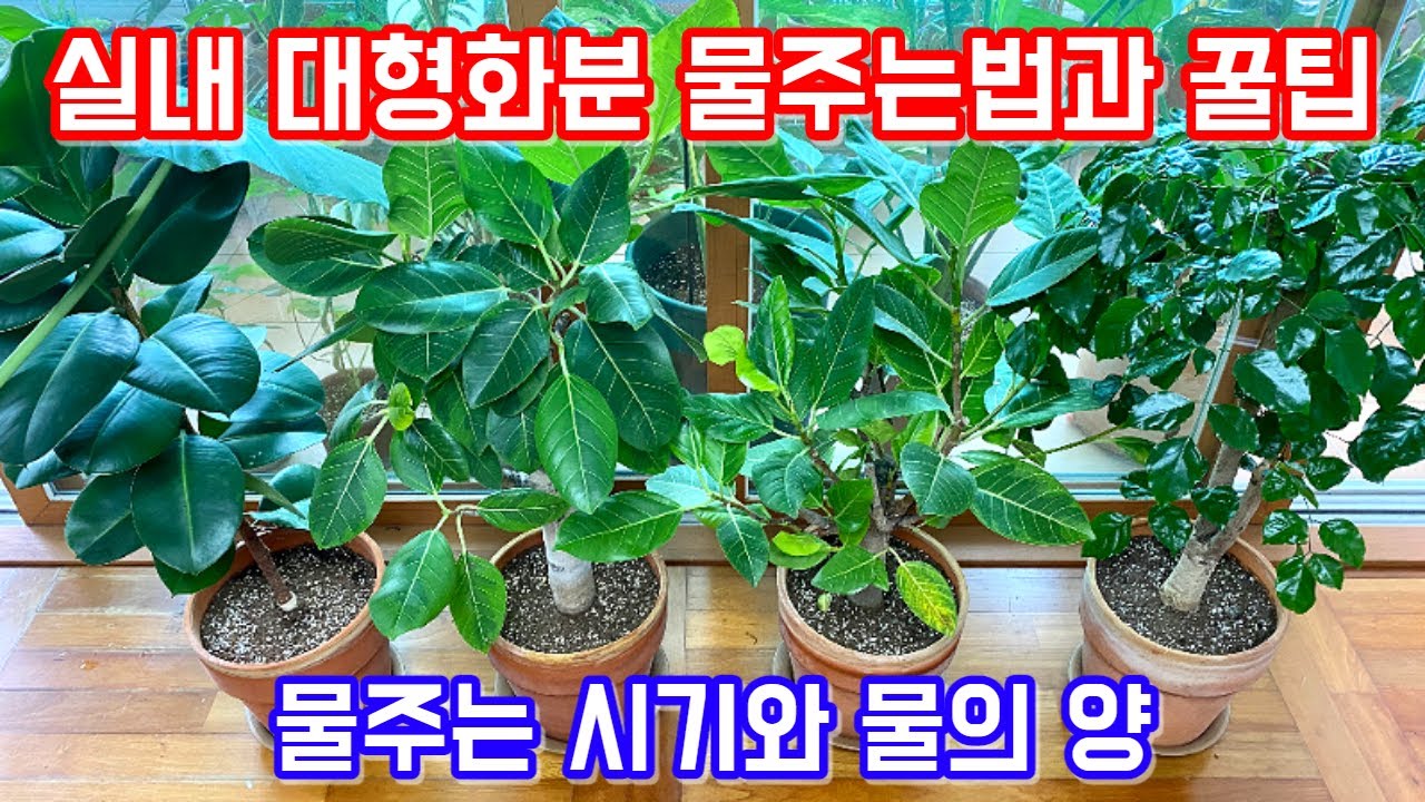 대형화분 물주는법과 꿀팁!! 물주는 시기와 물의 양에 대하여!! 실내 대형화분 관리법!!