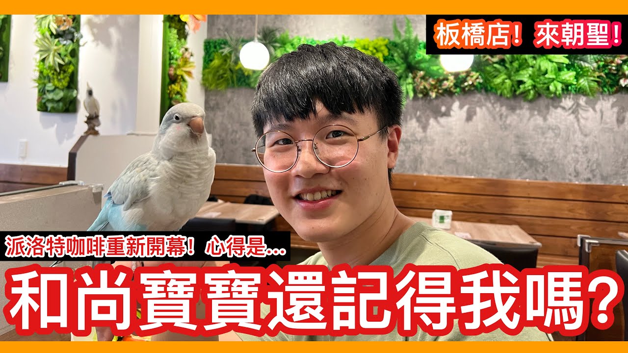 不會吧！當年愛上我的和尚鸚鵡再次看到我居然是這個反應？派洛特咖啡廳在板橋開幕的第一手畫面出爐！Pet Bird Parrot Cafe in Taiwan【鸚鵡小木屋】