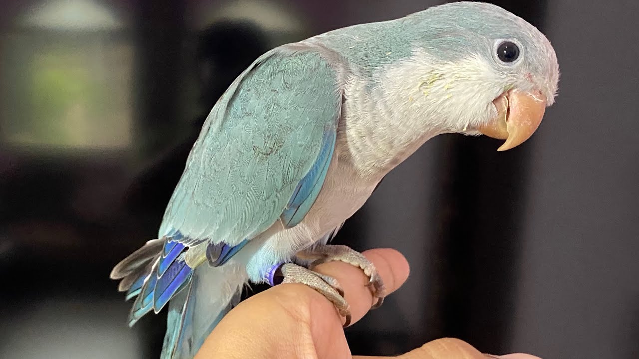Monk Parakeet || Quaker Parrot As Pets || Details By Saarims Birdzotic In Hindi