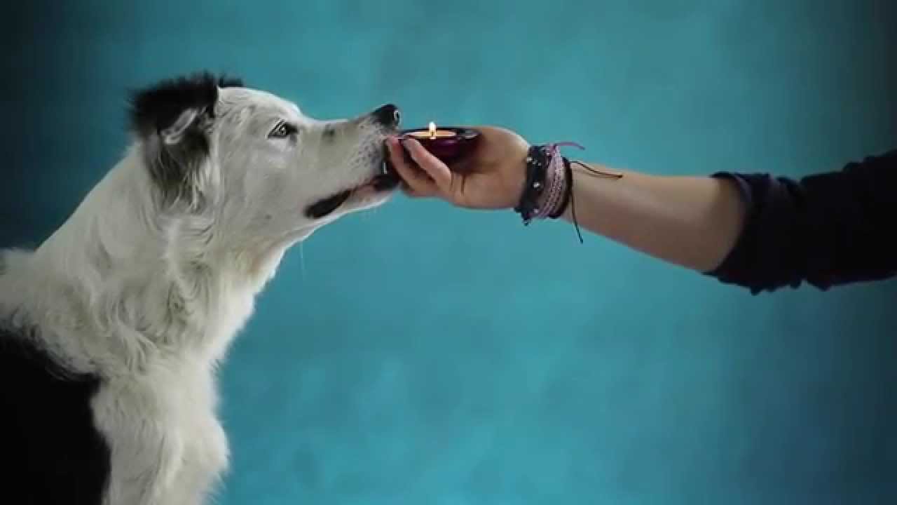 Madlene & new trick - make a wish by MADzone dog training center!