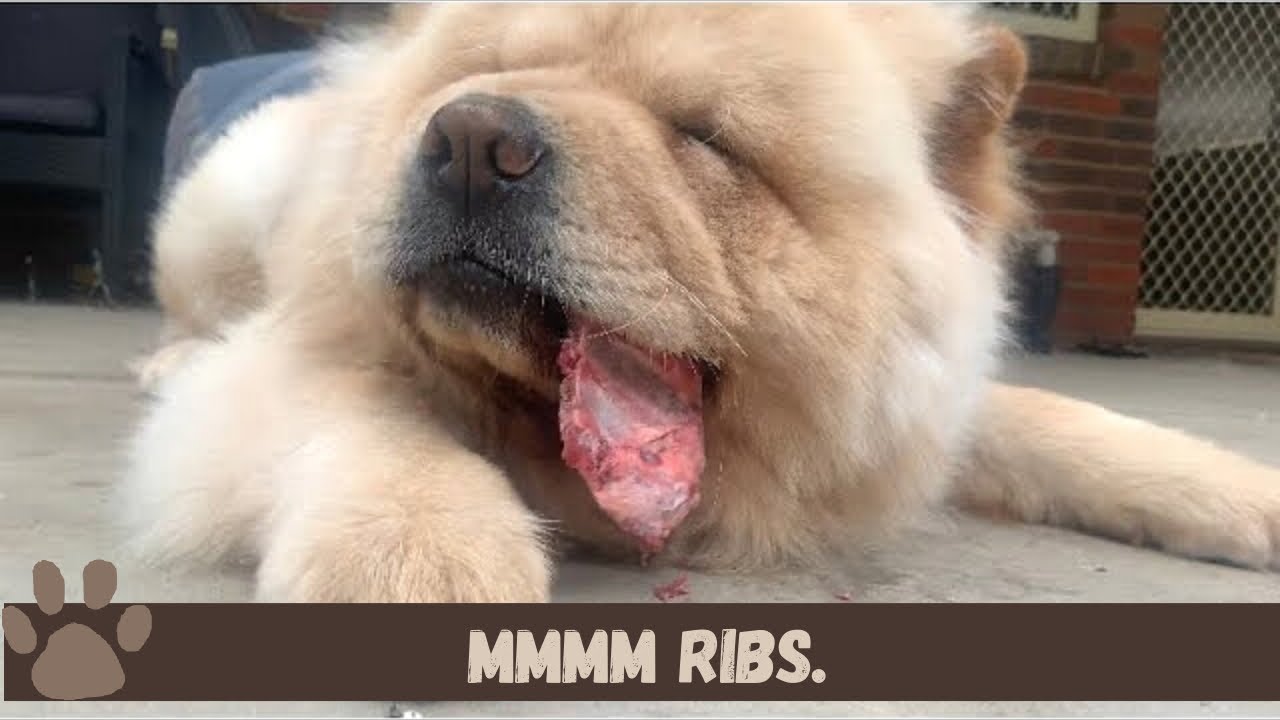 Chow Crunching On Beef Rib Bones