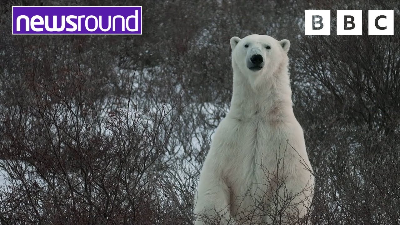 Polar Bears: Animals Feeling the Effects of Climate Change 🐻‍❄️ | Newsround