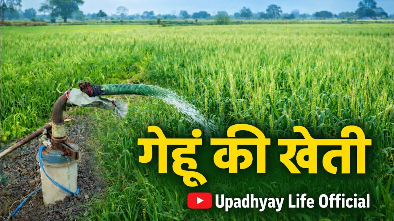 गेहूं की खेती 🌾 | गांव की असली खेती | Real Farming Life 🧑‍🌾 