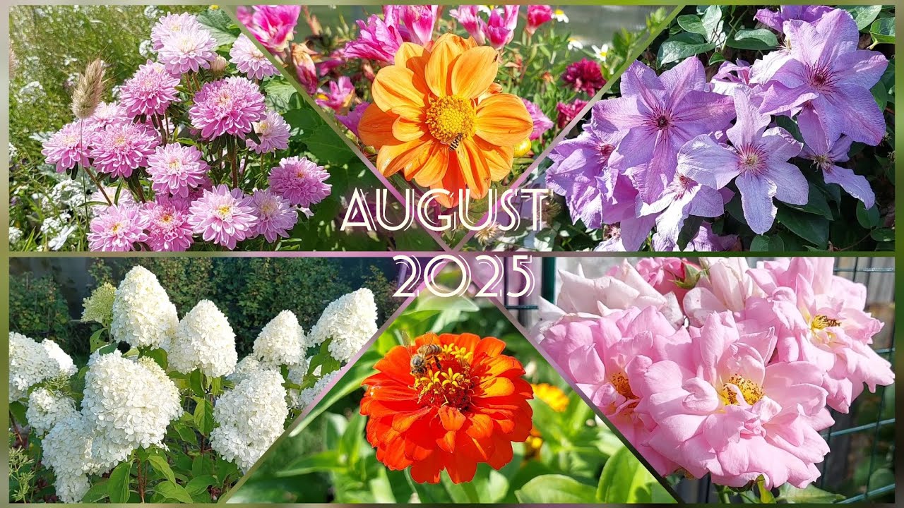 Цветочный сад в конце августа || Flower Garden in Late August || Full HD