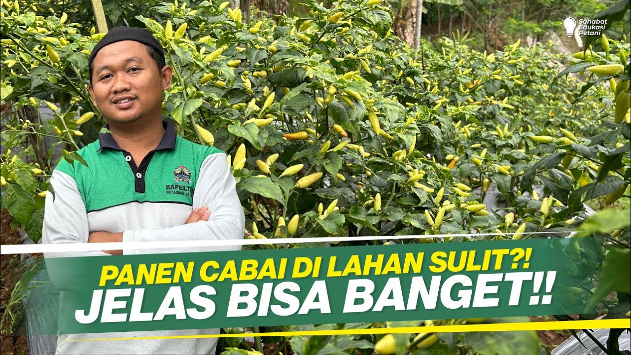 PETANI LAIN GAGAL, DISINI MALAH BANJIR BUAH ‼ RAHASIA BUAH SUPER LEBAT & AMAN DARI PENYAKIT ‼