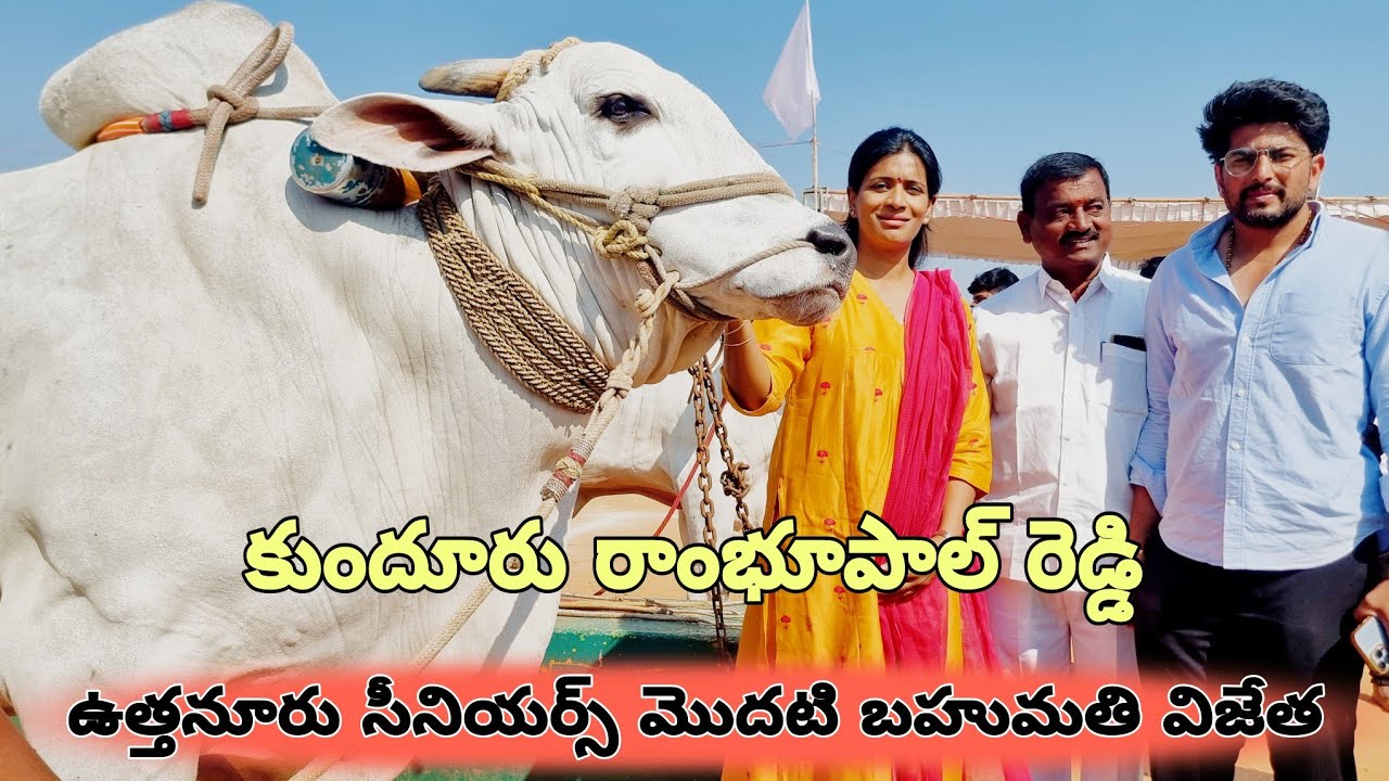 🥇ఉత్తనూరు సీనియర్స్ విభాగం బండలాగుడు పోటీలు 1వ జత కుందూరు రాంభూపాల్ రెడ్డి-బోడిది బద్రీనాథ్-ox race