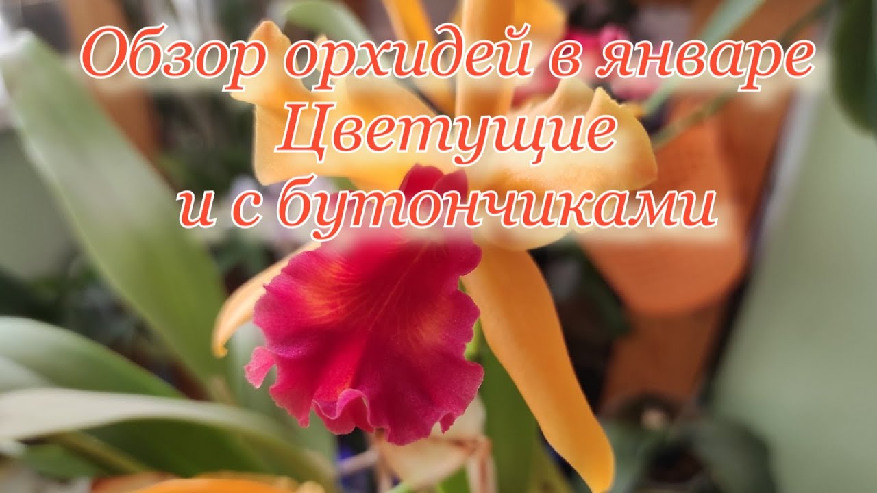 Орхидеи цветущие в январе. Обзор цветов и бутончиков. Фалы, дендробиумы, каттлеи, энциклии, пафы