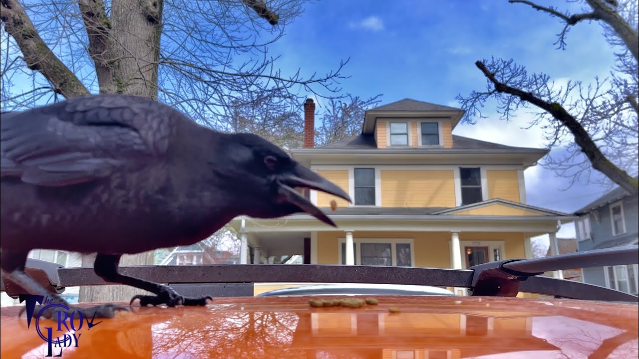 Crow Cam: Chopsticks