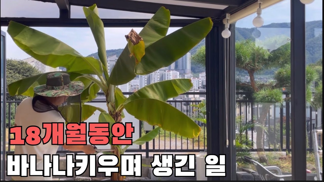 집에서 바나나 키우기 분갈이 월동준비 모종 이식