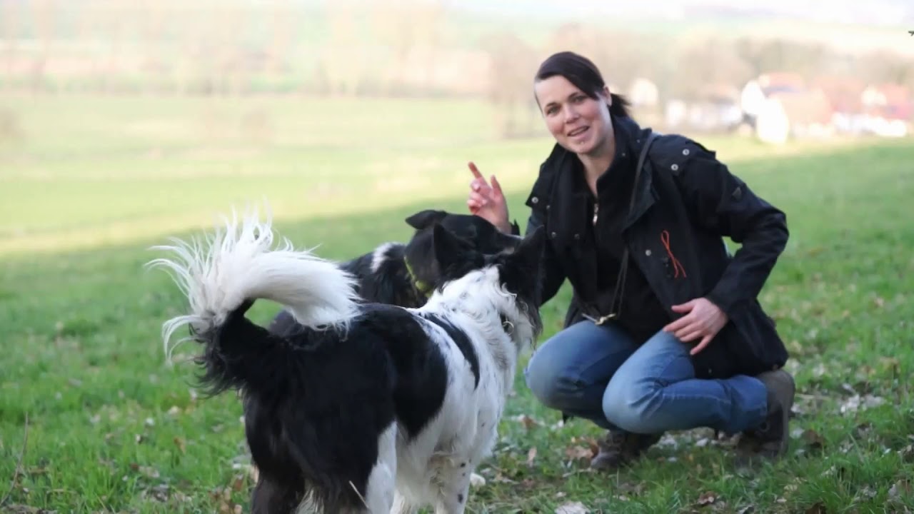 Onlinetraining: Hund lernt sich auf die Seite zu legen