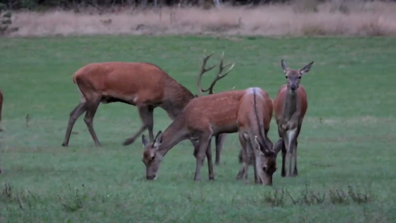 burrelen op de Veluwe september 2022