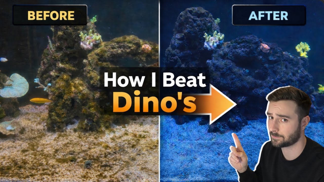 Reef Tank Update After Beating Dinoflagellates!