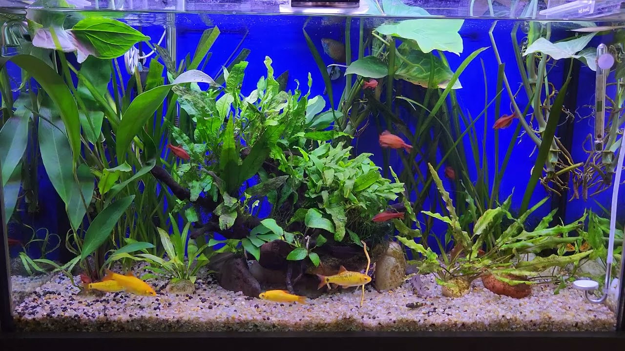 Como Barbus ouro e Titeia, Papilocromus, Colisa e Garra flavatra se comportam juntos num aquario
