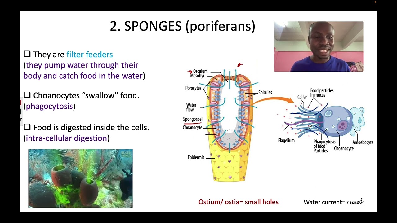INVERTEBRATE DIGESTIVE SYSTEM