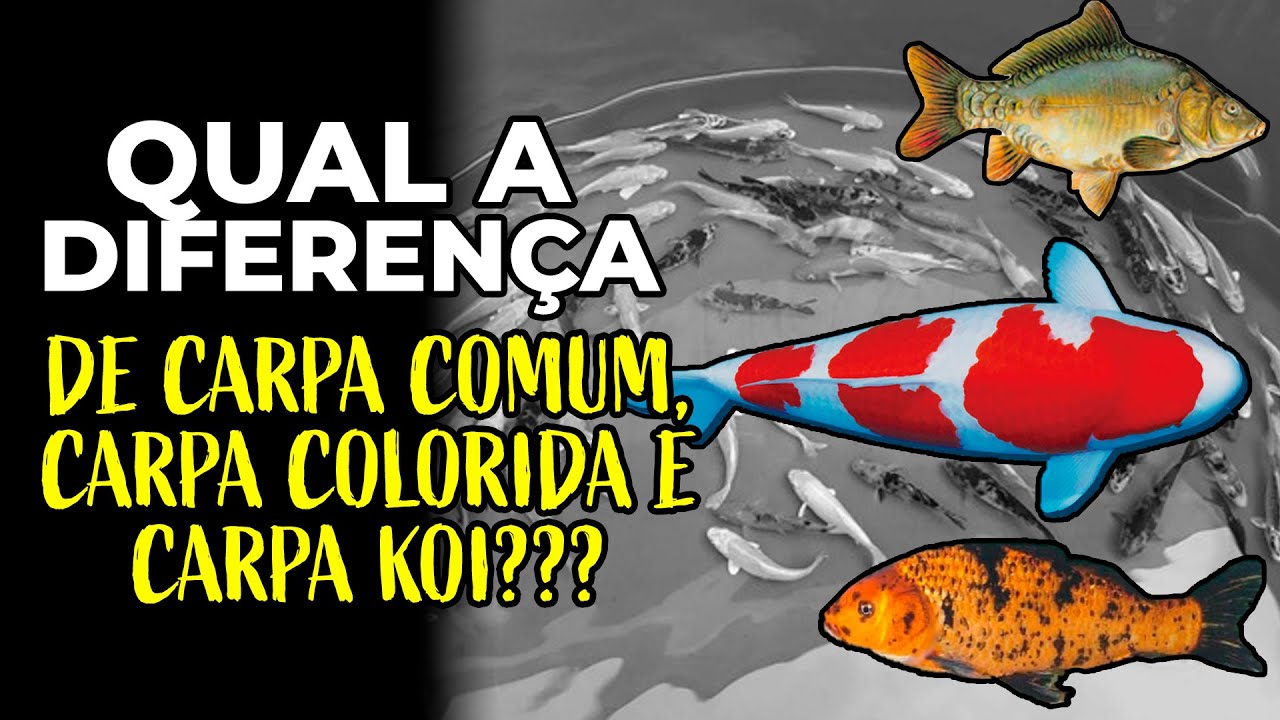 QUAL A DIFERENÇA entre as CARPAS????