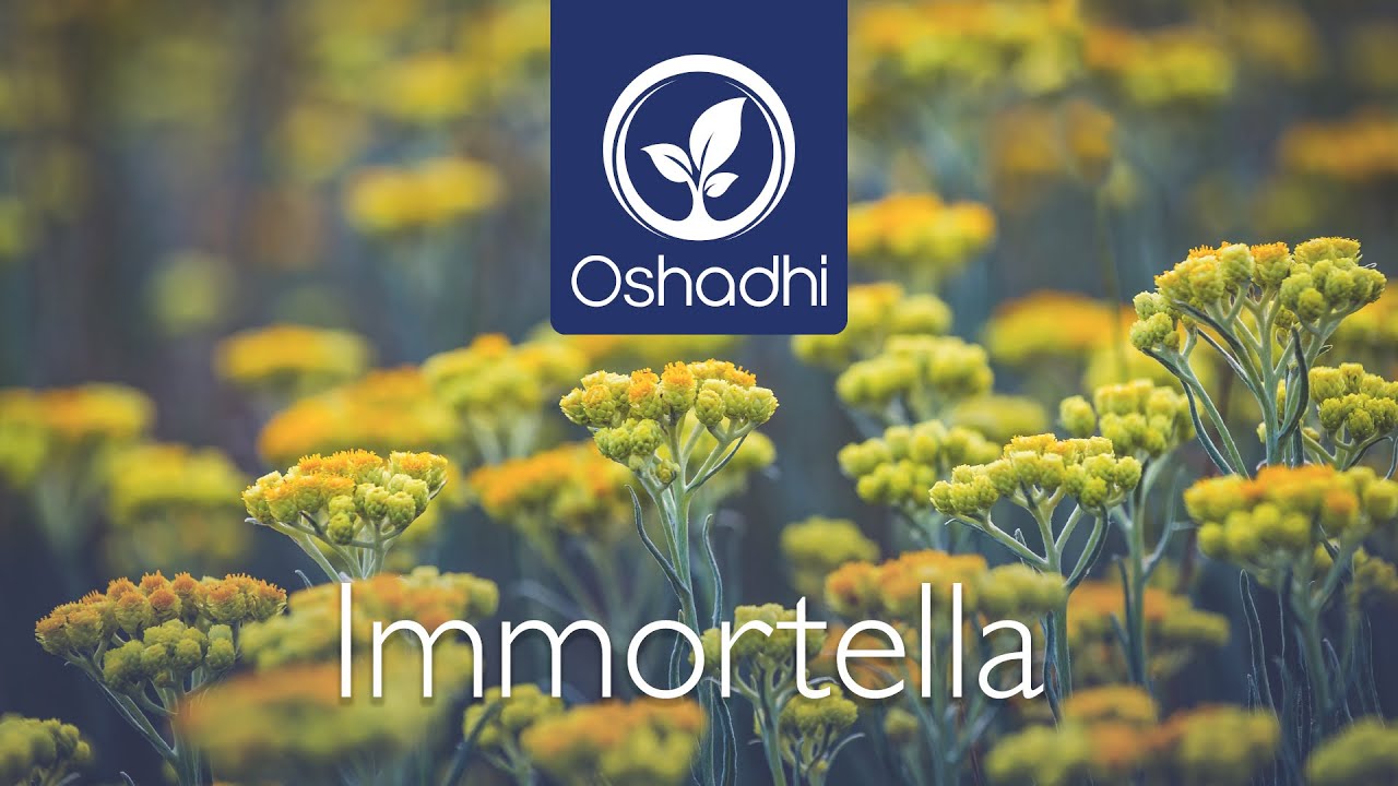 Immortella (Helichrysum Italicum) | Essential-Oil-Plant Portrait by Dr. Malte Hozzel