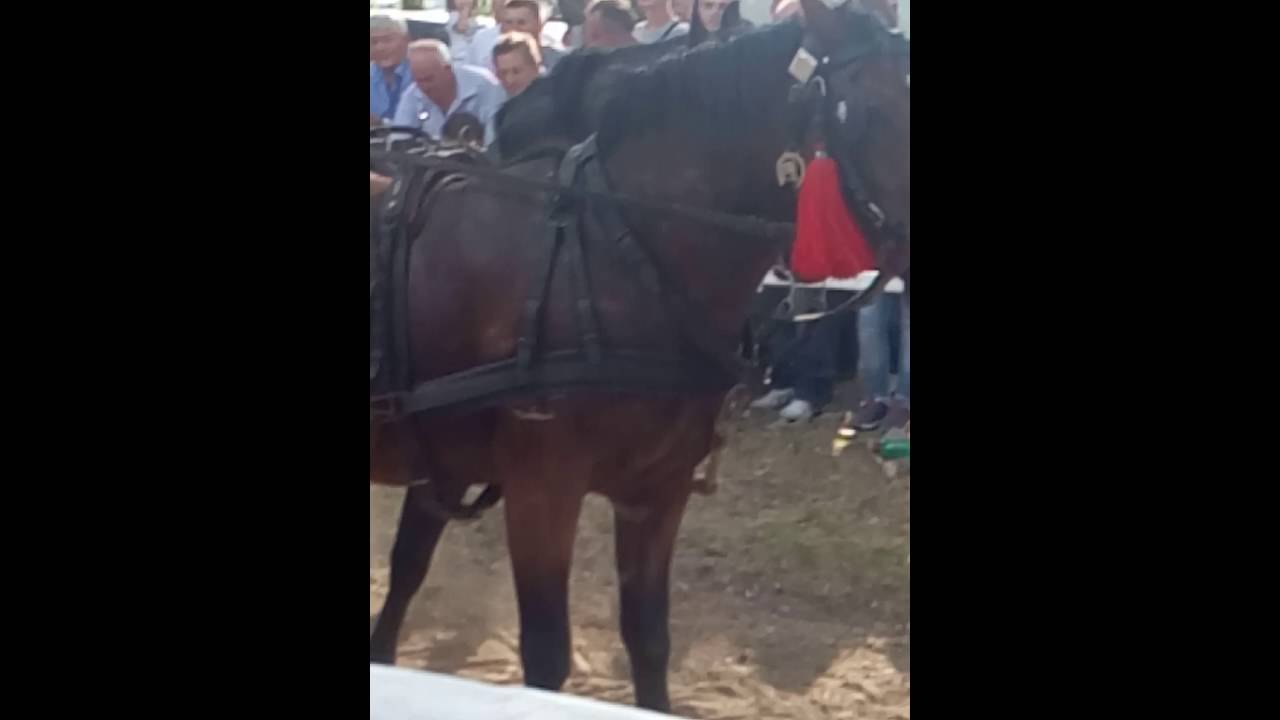 straparijada zarkovac 2016 sima simic sa danom i drinkom