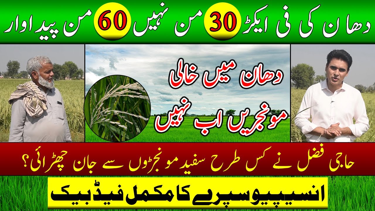 Jab dhaan pe ho Incipio ka spray, tw barhay mera munafa aur Pakistan ka Khazana.
