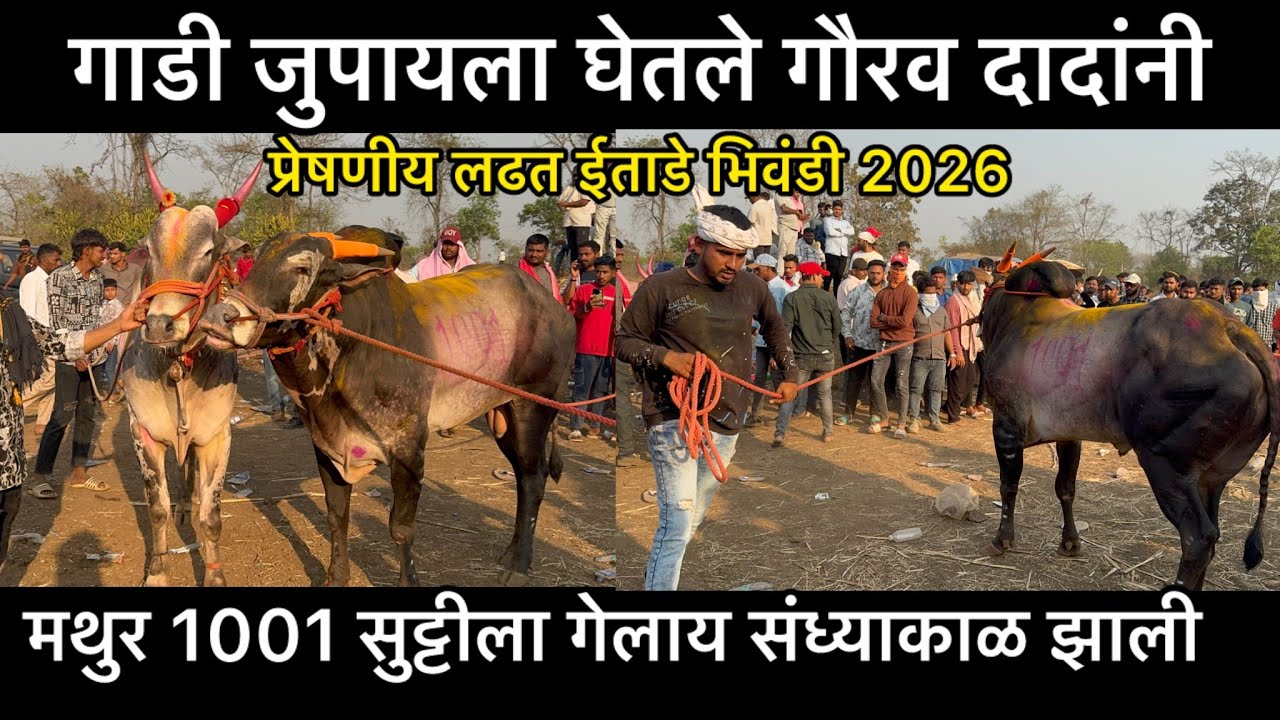 मथुर 1001 & सुंदर साईवालीवली | मथुर बघा कुठे आहे | ईताडे भिवंडी 2026 | इतर नंदी 