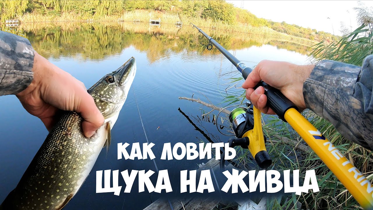 Как ловить, ЩУКА на ЖИВЦА с поплавком. Снасть на щуку. Рыбалка НА ЖИВЦА для НОВИЧКА