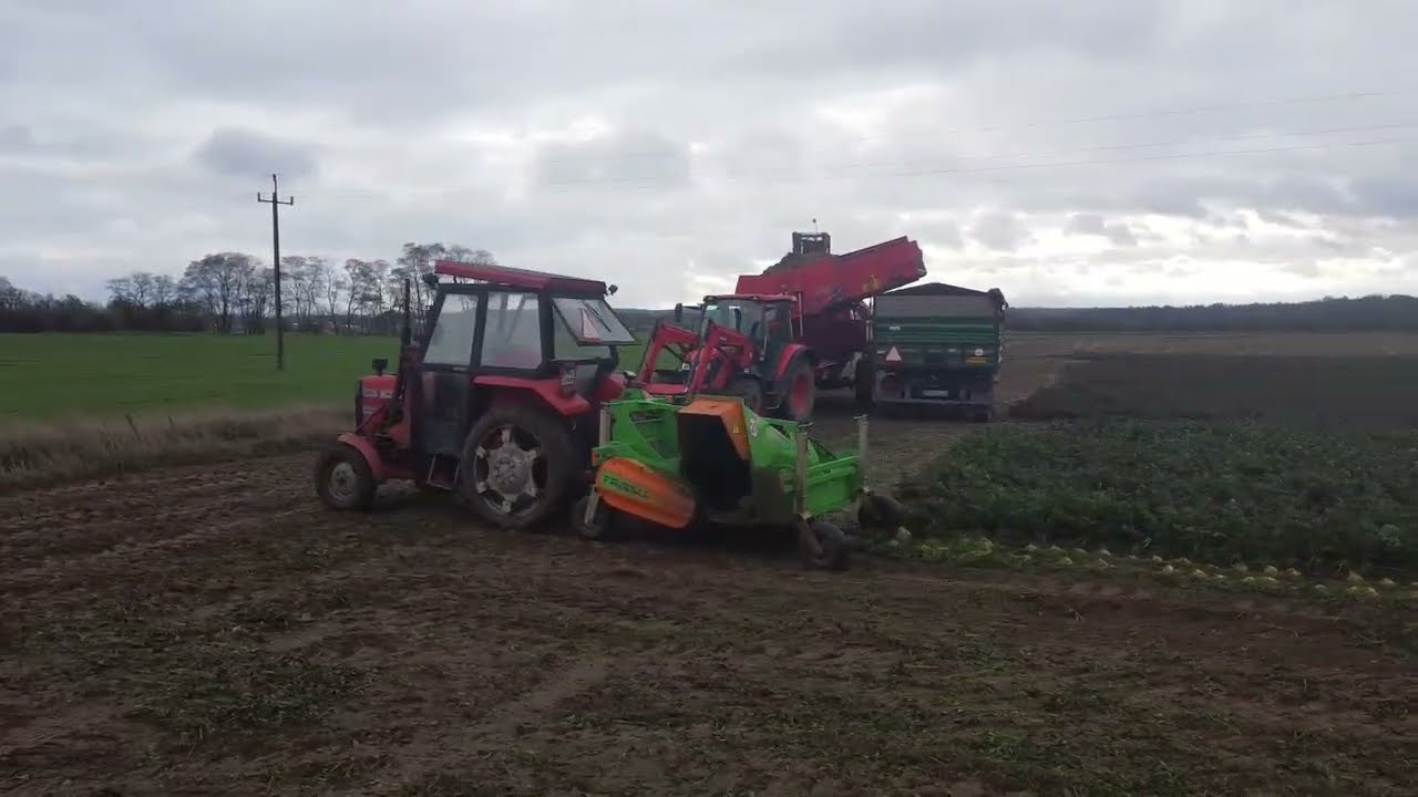 Zbiór selera 2023 Grimme & Frisma