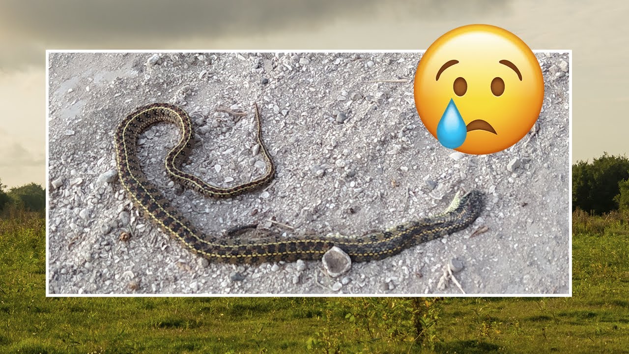 🐍🚗 Atropellamiento de Fauna Silvestre &ndash; Buscando Fauna en Punta Indio 🚗🐍