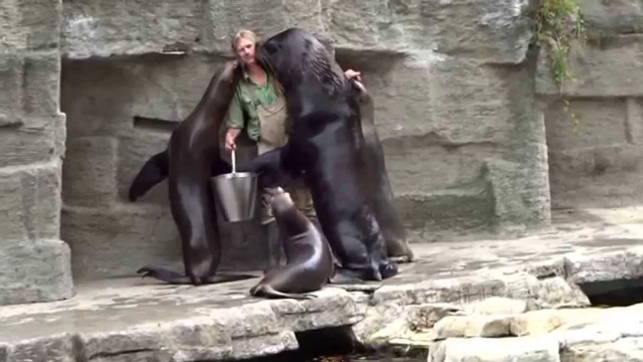 Mähnenrobben Fütterung Schönbrunn