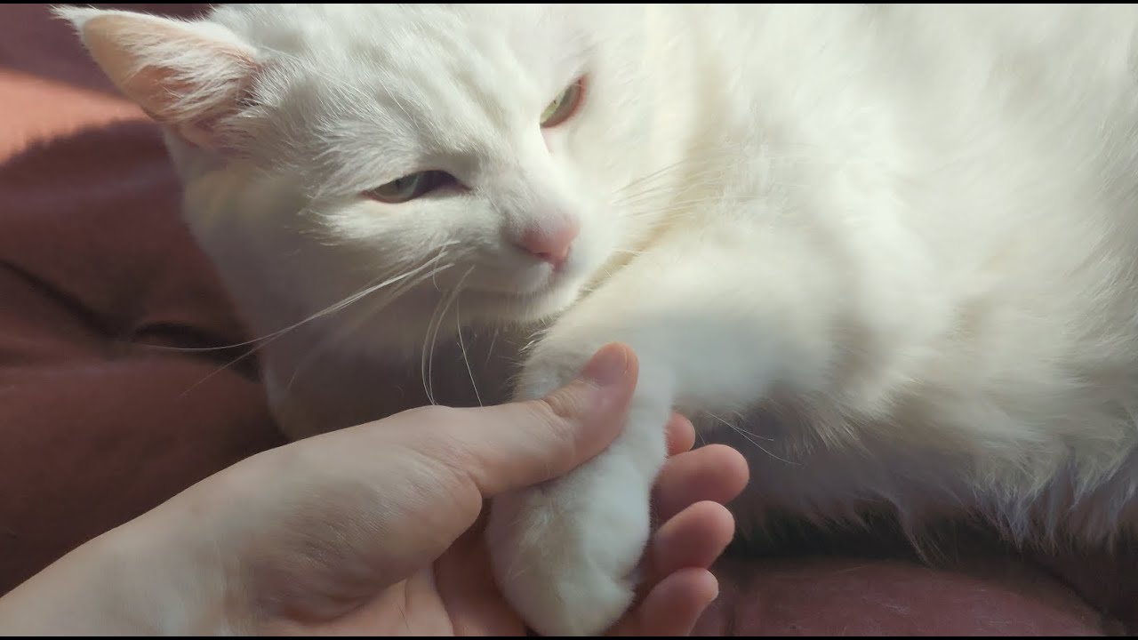 [English Sub] The legal way to hold a cat’s paw