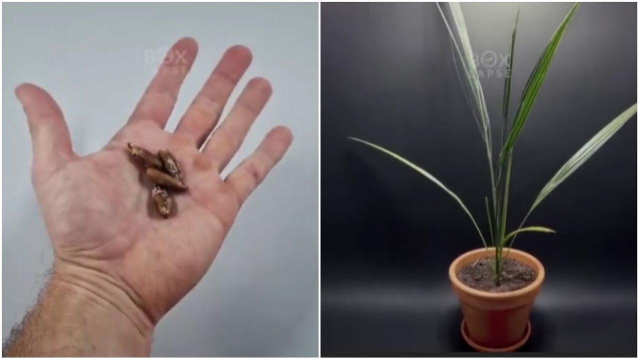 I Planted a Date Seed. This Happened After 529 Day