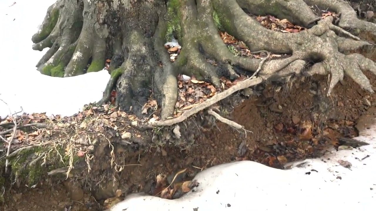 Erosion in Potomac Pond Branch, Fairfax County, Virginia,  RPA Resource Protection Area stream 2025