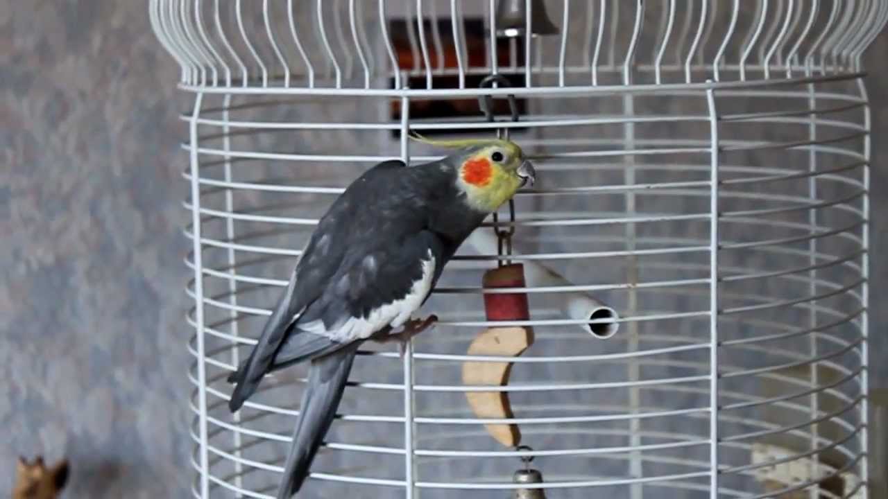 Cockatiel whistling 'Half a Pound of Tuppenny Rice'