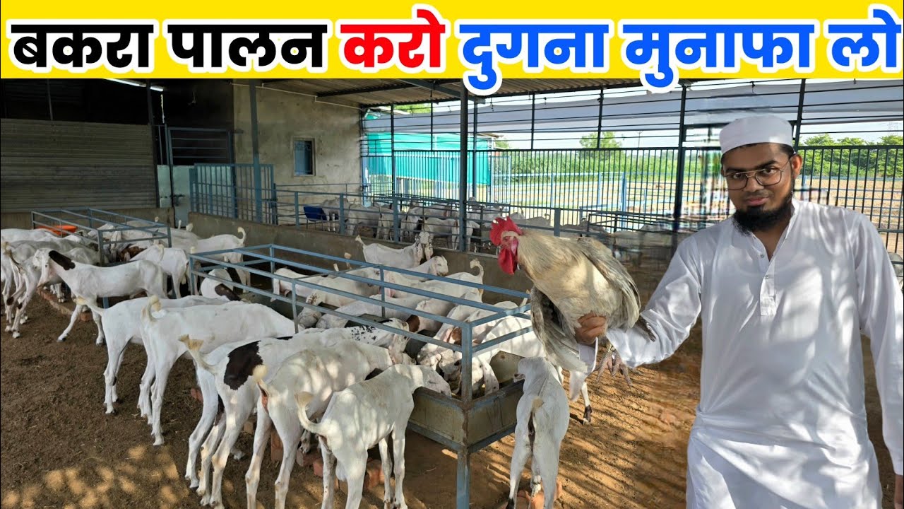 बकरा पालन से 8 लाख कमाता हूं | bakra palan ka business