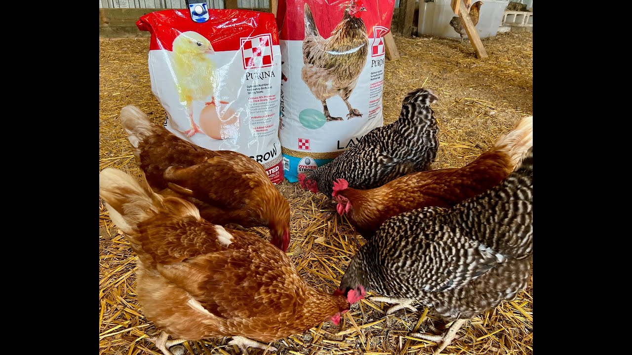 Когда переводить цыплят со стартового корма на корм для несушек