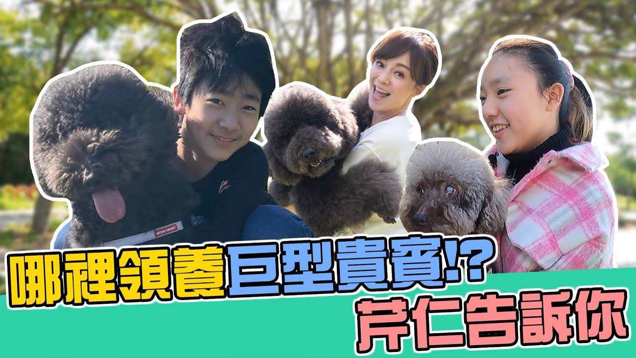 王仁甫＆季芹 平凡夫妻 『領養代替購買』OREO回娘家囉，毛寶貝等你給他一個溫暖的家🏠