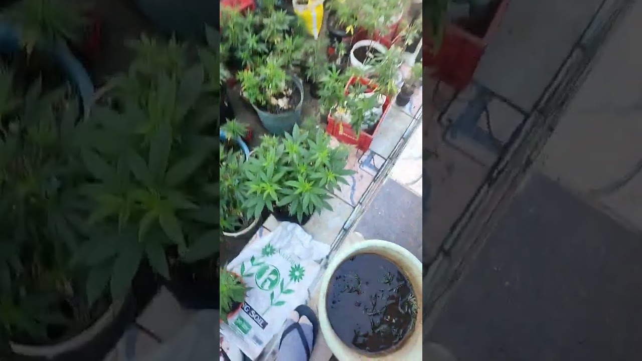 foliage feeding when the sun isn't up yet for great results/growth #cannabisbenefits