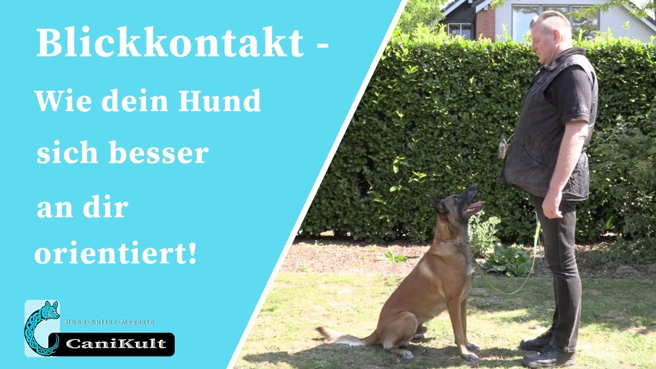 Blickkontakt - Wie dein Hund sich besser an dir orientiert