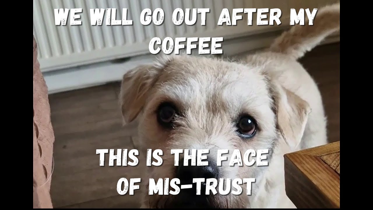 My Dog Thinks I'm An Idiot